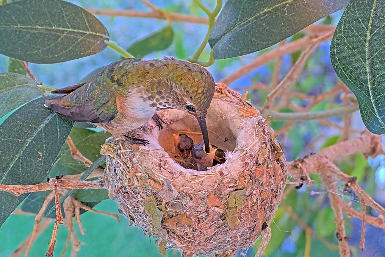 Allen's Hummingbird Nest Spring 2025 4th Clutch