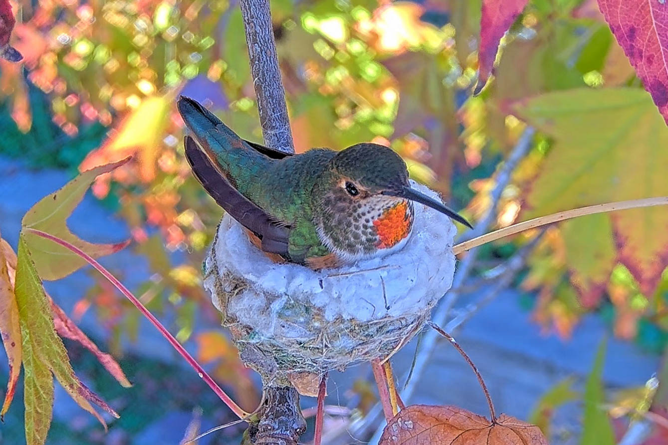 Allen's Hummingbird Nest Spring 2025 4th Clutch