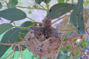 14–15 Days Old Practice Wing Flaps After Feeding - March 15th