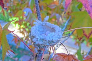 2 Eggs in the nest - Dec 29th 8:00 AM