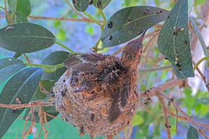 Amber 19 days old doing flappies - March 19th