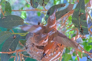 Amber 23 days old doing flappies - March 23th