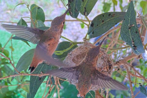 Amber 24 days old fledges 1:48 PM - March 24th