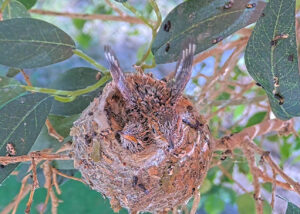 Amber doing flappies 16 days old - March 16th
