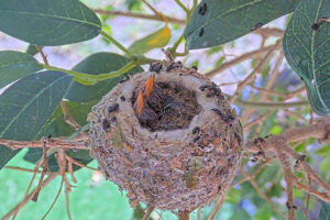 Amber front 11 and Ash back 10 days old - March 11th