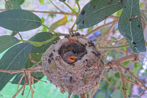 Amber front 12 and Ash back 11 days old - March 12th