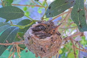 Amber front 17 and Ash back 16 days old - March 17th