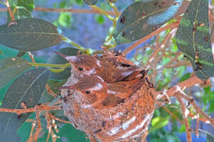 Amber front 21 and Ash back 20 days old - March 21st
