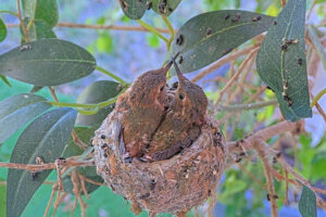 Amber left 20 and Ash right 21 days old - March 21st