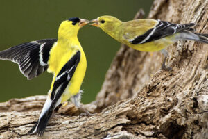 American Goldfinch