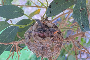 Ash 11 days old does Flappies - March 12th