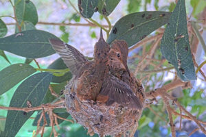 Ash 19 days old doing flappies - March 20th