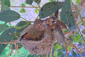 Ash 23 days old has a Cliffhanger! - March 24th