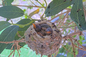 Ash Left 12 and Amber right 13 days old - March 13th