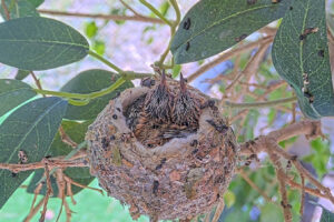 Ash Left 14 and Amber right 15 days old - March 15th