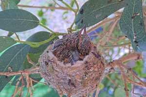 Ash Left 15 and Amber right 16 days old - March 16th
