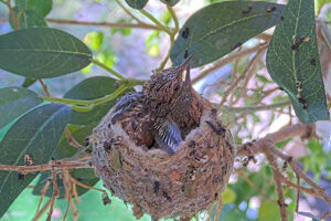 Ash Left 17 and Amber right 18 days old - March 18th
