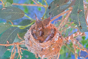 Ash Left 18 and Amber right 19 days old - March 19th