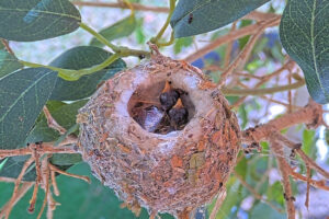 Ash Left 3 and Amber right 4 days old - March 4th