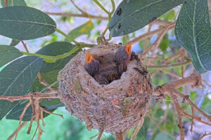 Ash Left 7 and Amber right 8 days old - March 8th