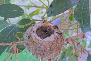 Ash Left 8 and Amber right 9 days old - March 9th