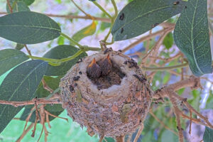 Ash Left 9 and Amber right 10 days old - March 10th