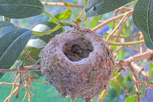 Ash back 5 and Amber front 6 days old - March 6th