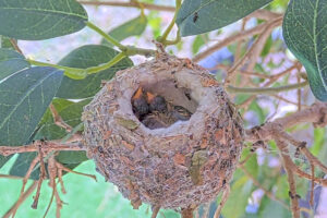 Ash left 4 and Amber right 5 days old - March 5th