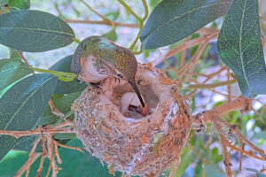 Baby 2 first feeding - March 1st