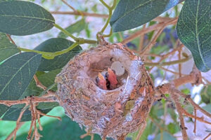 Baby Chicks - March 1st