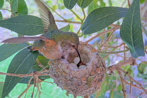 Baby Hummingbird 1 hatched - Feb 28th