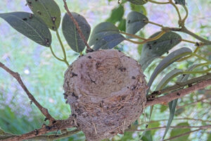 Both chicks gone, empty nest - June17th