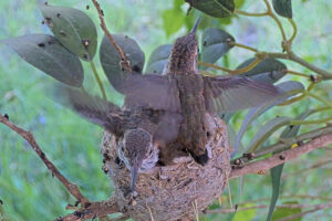 Both chicks do flappies on the nest rim - June -15th