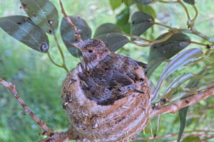 Chicks are getting the feather colors - June 10th