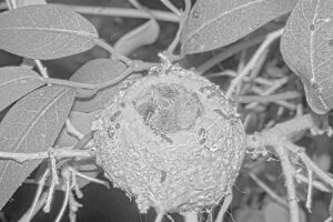 Chicks first night alone on the nest - March 11th