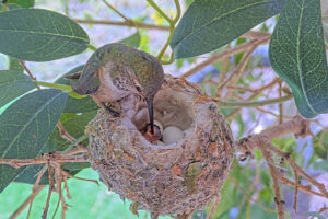 Chicks first feeding - Feb 28th