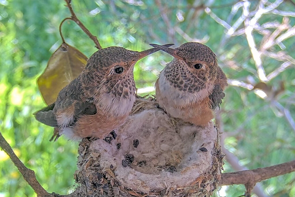 Chicks last time on the nest together - April 22nd