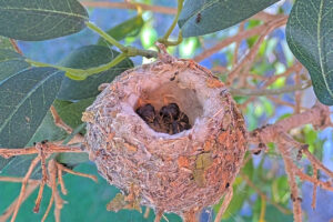 Chicks side by side - March 3rd
