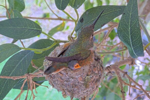 Chicks trying to stay cool on hot day - March 8th