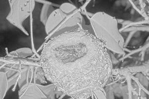 Daisy's first night alone on the nest - April 27th
