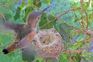Daisy fledges 7:36 AM - May 10th
