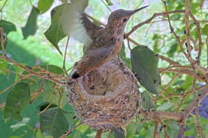Daisy gets big air holding on to the nest - May 9th