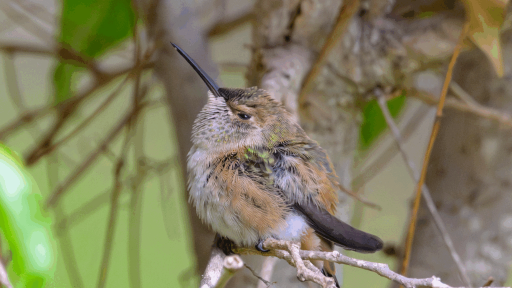 Daisy on her perch branch 7 days after fledging