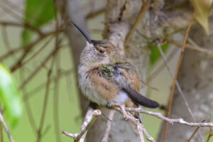 Daisy on her perch branch 7 days after fledging - May 17th