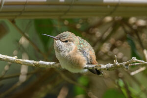 Puffball Daisy on her daily perch branch - May 14th