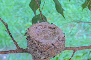 Empty nest after Dawn and Dusk fledged, February 4th