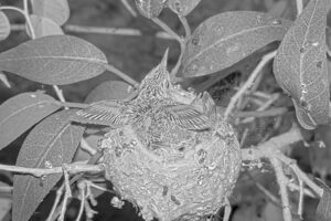 Early morning flappies chicks 16 & 17 - March 17th