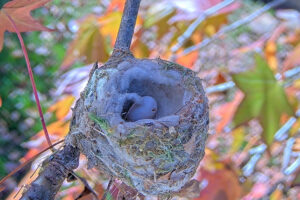 False alarm, dirt not a pip - Jan 11th