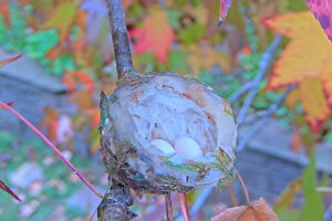 Eggs hanging on New Years Day after rain