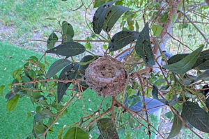 Empty nest - March 25th